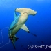 shark_hammerhead_scalloped_dar_h_0172_ecu0951.jpg